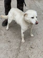 SALINA, Hund, Mischlingshund in Ungarn - Bild 5