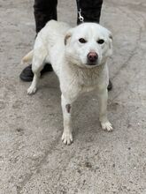 SALINA, Hund, Mischlingshund in Ungarn - Bild 6