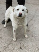 SALINA, Hund, Mischlingshund in Ungarn - Bild 7