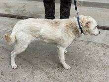 SALINA, Hund, Mischlingshund in Ungarn - Bild 8