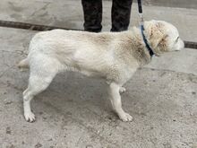 SALINA, Hund, Mischlingshund in Ungarn - Bild 9