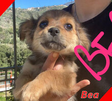 BEA, Hund, Mischlingshund in Italien - Bild 1