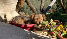 BEA, Hund, Mischlingshund in Italien - Bild 2
