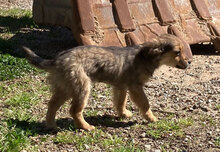 BEA, Hund, Mischlingshund in Italien - Bild 4
