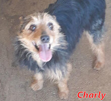 CHARLY, Hund, Mischlingshund in Italien - Bild 1