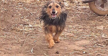 CHARLY, Hund, Mischlingshund in Italien - Bild 2