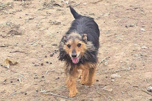 CHARLY, Hund, Mischlingshund in Italien - Bild 4