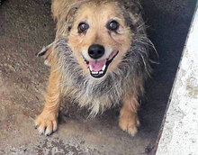 CHARLY, Hund, Mischlingshund in Italien - Bild 5