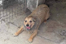 BROWN, Hund, Mischlingshund in Italien - Bild 2