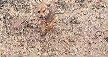 BROWN, Hund, Mischlingshund in Italien - Bild 4