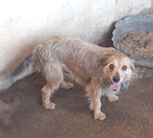 BROWN, Hund, Mischlingshund in Italien - Bild 5