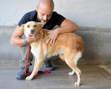 ARIANA, Hund, Mischlingshund in Italien - Bild 3
