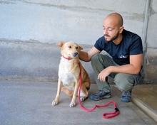 ARIANA, Hund, Mischlingshund in Italien - Bild 4