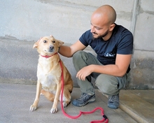 ARIANA, Hund, Mischlingshund in Italien - Bild 5