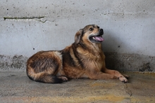 BERTHA, Hund, Mischlingshund in Italien - Bild 2