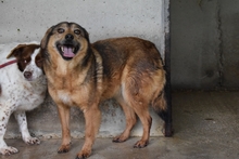 BERTHA, Hund, Mischlingshund in Italien - Bild 3
