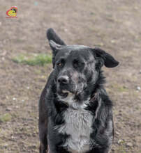 SCHIKO, Hund, Mischlingshund in Slowakische Republik - Bild 3