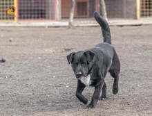 SCHIKO, Hund, Mischlingshund in Slowakische Republik - Bild 8