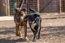 SCHIKO, Hund, Mischlingshund in Slowakische Republik - Bild 9