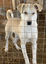 PIQUINA, Hund, Mischlingshund in Griechenland - Bild 2