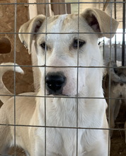 PIQUINA, Hund, Mischlingshund in Griechenland - Bild 3