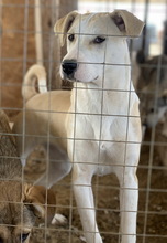 PIQUINA, Hund, Mischlingshund in Griechenland - Bild 5
