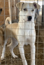 PIQUINA, Hund, Mischlingshund in Griechenland - Bild 6