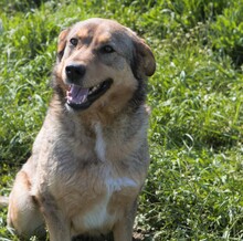 SANSA, Hund, Mischlingshund in Rumänien - Bild 1
