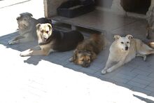 SANSA, Hund, Mischlingshund in Rumänien - Bild 10