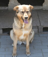 SANSA, Hund, Mischlingshund in Rumänien - Bild 2