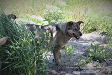 SANSA, Hund, Mischlingshund in Rumänien - Bild 3