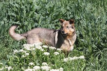 SANSA, Hund, Mischlingshund in Rumänien - Bild 4