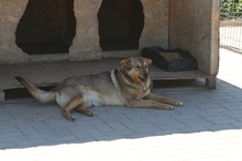 SANSA, Hund, Mischlingshund in Rumänien - Bild 5