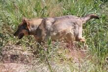 SANSA, Hund, Mischlingshund in Rumänien - Bild 6