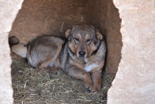 SANSA, Hund, Mischlingshund in Rumänien - Bild 7