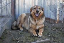 SANSA, Hund, Mischlingshund in Rumänien - Bild 8