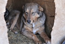SANSA, Hund, Mischlingshund in Rumänien - Bild 9