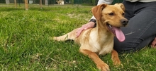 QUORI, Hund, Mischlingshund in Ungarn - Bild 1