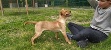 QUORI, Hund, Mischlingshund in Ungarn - Bild 2