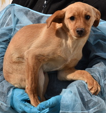 QUORI, Hund, Mischlingshund in Ungarn - Bild 9