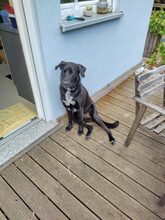 GÜNTHER, Hund, Mischlingshund in Bad Langensalza - Bild 3