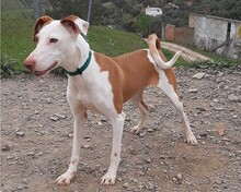 ANNIE, Hund, Podenco in Spanien - Bild 3
