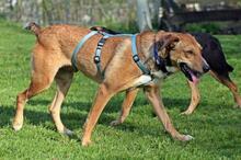 BOND, Hund, Labrador Retriever-Mix in Wetter - Bild 10