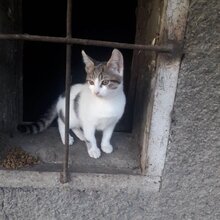 MIA, Katze, Europäisch Kurzhaar in Bulgarien - Bild 19