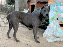 SHIVA, Hund, Mischlingshund in Italien - Bild 2