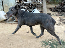 SHIVA, Hund, Mischlingshund in Italien - Bild 4