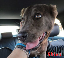 SHIVA, Hund, Mischlingshund in Italien - Bild 5