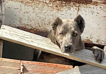 SHIVA, Hund, Mischlingshund in Italien - Bild 6