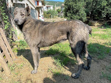 SHIVA, Hund, Mischlingshund in Italien - Bild 7