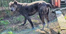 SHIVA, Hund, Mischlingshund in Italien - Bild 8